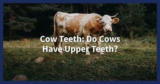 Cow Teeth: Do Cows Have Upper Teeth? - Cow Slippers